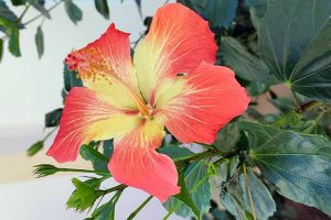 Веселое местечко Окурджалар