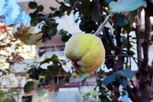 Погода в Аланье с 7 по 11 декабря 2021 года